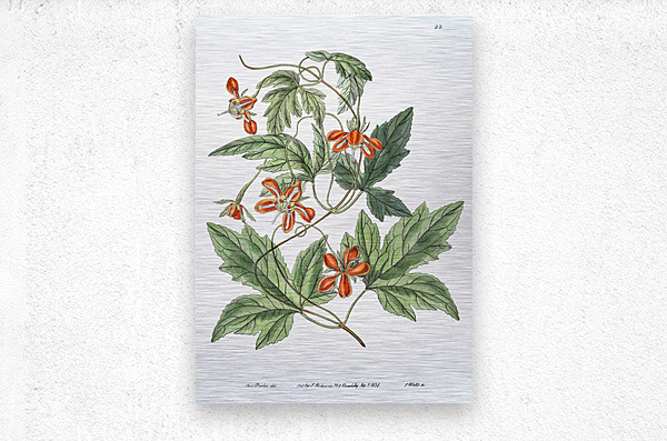 Red loasa from Edwards Botanical Register 1829-1847  by Sydenham Edwards John Lindley and James Ridgway.  Metal print