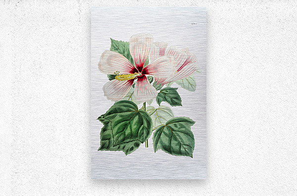 Marsh hibiscus from Edwards Botanical Register 1829-1847  by Sydenham Edwards John Lindley and James Ridgway.  Metal print