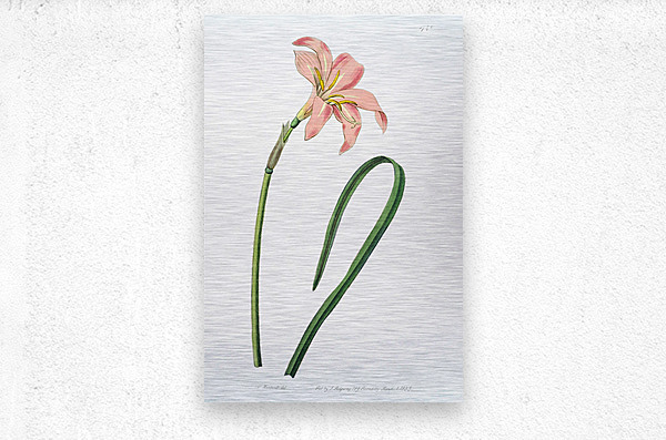 Spofforth Zephyranthes from Edwards Botanical Register 1829-1847  by Sydenham Edwards John Lindley and James Ridgway.  Metal print
