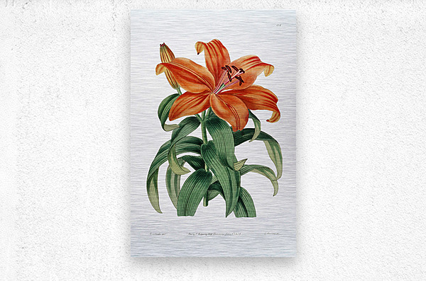 Thunbergs orange lily from Edwards Botanical Register 1829-1847  by Sydenham Edwards John Lindley and James Ridgway.  Metal print