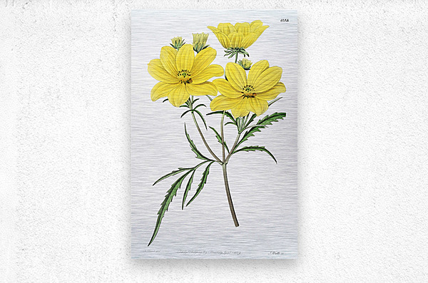 Golden coreopsis from Edwards Botanical Register 1829-1847  by Sydenham Edwards John Lindley and James Ridgway.  Metal print
