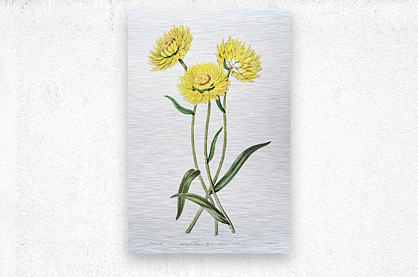 Two-coloured Helichrysum from Edwards Botanical Register 1829-1847  by Sydenham Edwards John Lindley and James Ridgway.  Metal print