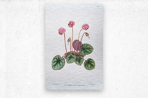 Shore cyclamen from Edwards Botanical Register 1829-1847  by Sydenham Edwards John Lindley and James Ridgway.  Metal print