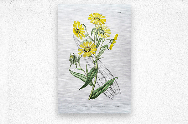 Elegant madia from Edwards Botanical Register 1829-1847  by Sydenham Edwards John Lindley and James Ridgway.  Metal print