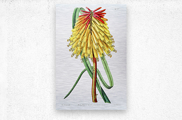 Burchells tritoma from Edwards Botanical Register 1829-1847  by Sydenham Edwards John Lindley and James Ridgway.  Metal print