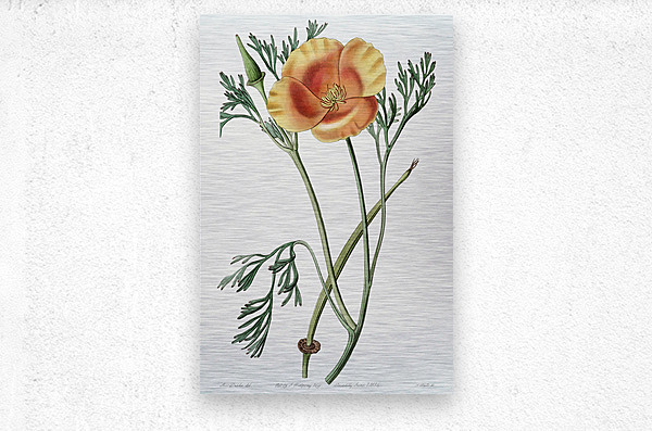 Saffron colored eschscholzia from Edwards Botanical Register 1829-1847  by Sydenham Edwards John Lindley and James Ridgway.  Metal print