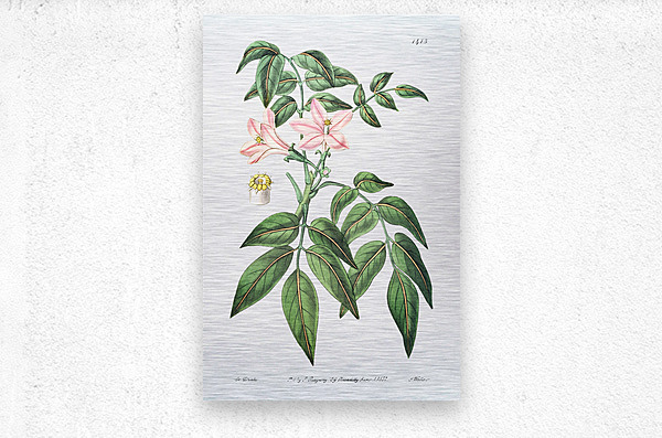 Pink Turraea pinnata from Edwards Botanical Register 1829-1847  by Sydenham Edwards John Lindley and James Ridgway.  Metal print