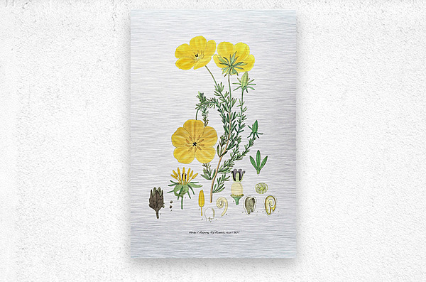 Long-stalked ledocarpum from Edwards Botanical Register 1829-1847  by Sydenham Edwards John Lindley and James Ridgway.  Metal print