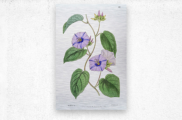 Hoary jacquemontia from Edwards Botanical Register 1829-1847  by Sydenham Edwards John Lindley and James Ridgway.  Metal print