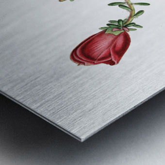 Dr. Gillies purslane from Edwards Botanical Register 1829-1847  by Sydenham Edwards John Lindley and James Ridgway. Metal print