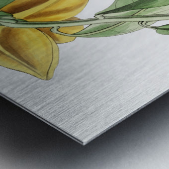 Laurel-leaved custard apple from Edwards Botanical Register 1829-1847  by Sydenham Edwards John Lindley and James Ridgway. Metal print