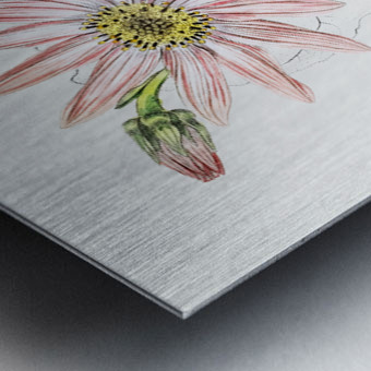 Mr. Dicksons echinacea from Edwards Botanical Register 1829-1847  by Sydenham Edwards John Lindley and James Ridgway. Metal print