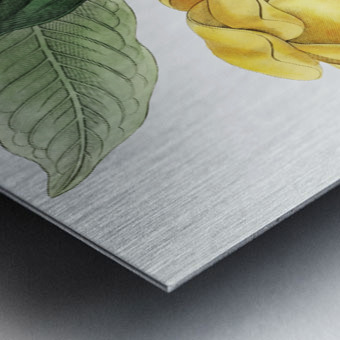 De Candolles talaum tree from Edwards Botanical Register 1829-1847  by Sydenham Edwards John Lindley and James Ridgway. Metal print