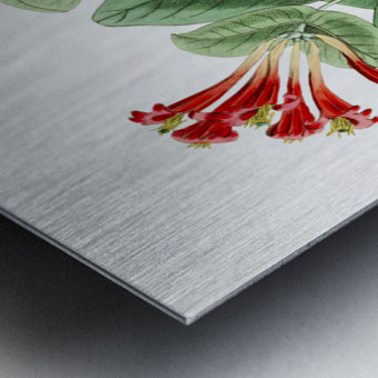 The north-west honeysuckle from Edwards Botanical Register 1829-1847  by Sydenham Edwards John Lindley and James Ridgway. Metal print