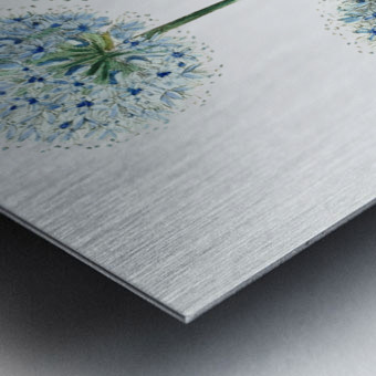 Blue leek from Edwards Botanical Register 1829-1847  by Sydenham Edwards John Lindley and James Ridgway. Metal print