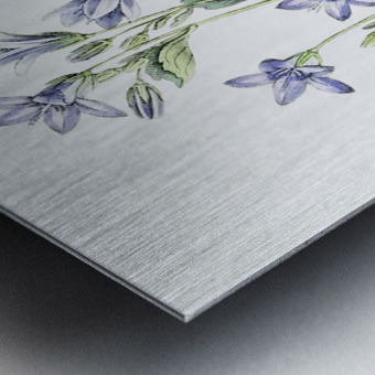 Dalmatian wall campanula flower from Edwards Botanical Register 1829-1847  by Sydenham Edwards John Lindley and James Ridgway. Impression metal