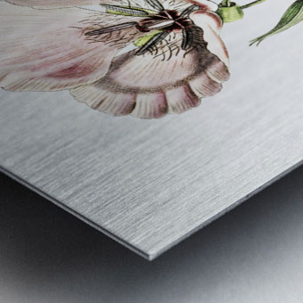 atiny calochortus from Edwards Botanical Register 1829-1847  by Sydenham Edwards John Lindley and James Ridgway. Metal print