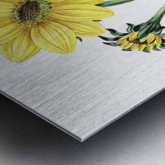 Trumpet stalked sunflower from Edwards Botanical Register 1829-1847  by Sydenham Edwards John Lindley and James Ridgway. Metal print