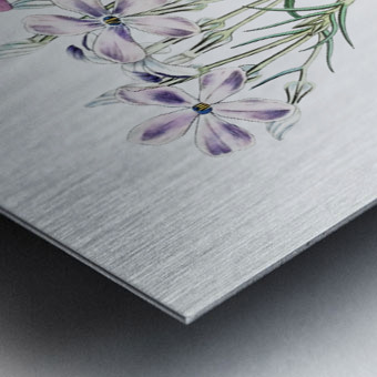 Shewy phlox from Edwards Botanical Register 1829-1847  by Sydenham Edwards John Lindley and James Ridgway. Metal print