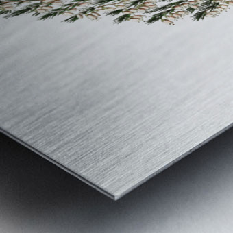 Bell-bearing heath from Edwards Botanical Register 1829-1847  by Sydenham Edwards John Lindley and James Ridgway. Metal print