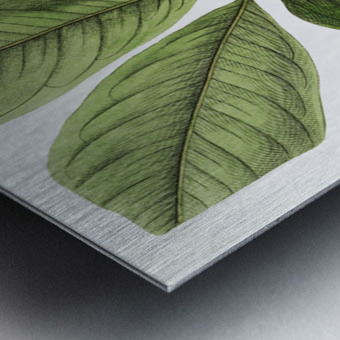 Large-leaved tristania from Edwards Botanical Register 1829-1847  by Sydenham Edwards John Lindley and James Ridgway. Metal print