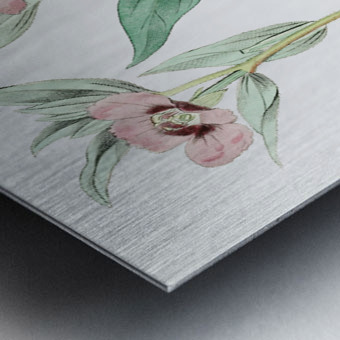 Long Branched Enothera from Edwards Botanical Register 1829-1847  by Sydenham Edwards John Lindley and James Ridgway. Metal print