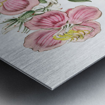 Starry osbeckia from Edwards Botanical Register 1829-1847  by Sydenham Edwards John Lindley and James Ridgway. Metal print