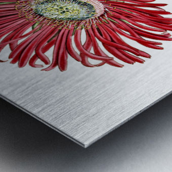 Red-Edged Fig Marigold from Edwards Botanical Register 1829-1847  by Sydenham Edwards John Lindley and James Ridgway. Metal print