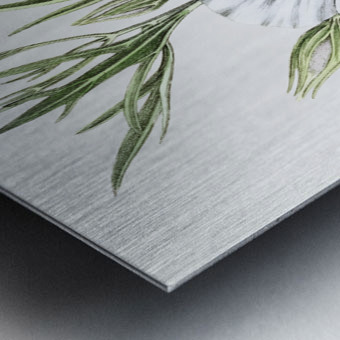 Lilac hibiscus from Edwards Botanical Register 1829-1847  by Sydenham Edwards John Lindley and James Ridgway. Metal print