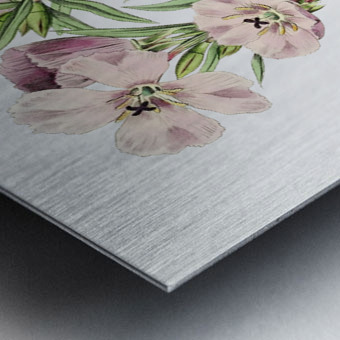 Pale Corona Amaryllis from Edwards Botanical Register 1829-1847  by Sydenham Edwards John Lindley and James Ridgway. Metal print