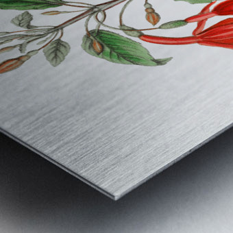 Standishs fuchsia from Edwards Botanical Register 1829-1847  by Sydenham Edwards John Lindley and James Ridgway. Metal print