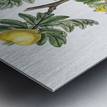 Tansy-leaved hawthorn from Edwards Botanical Register 1829-1847  by Sydenham Edwards John Lindley and James Ridgway. Metal print