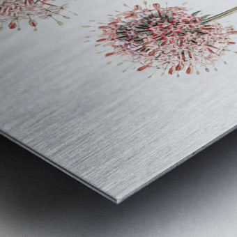 Long-styled crucianella from Edwards Botanical Register 1829-1847  by Sydenham Edwards John Lindley and James Ridgway. Metal print