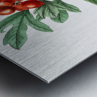 orocco hawthorn from Edwards Botanical Register 1829-1847  by Sydenham Edwards John Lindley and James Ridgway. Metal print