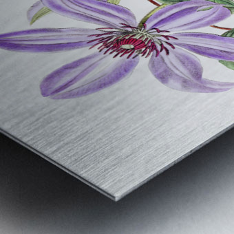 Violet clematis flower from Edwards Botanical Register 1829-1847  by Sydenham Edwards John Lindley and James Ridgway. Metal print