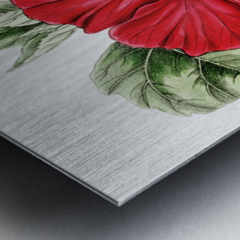 Single-flowered Chinese rose mallow from Edwards Botanical Register 1829-1847  by Sydenham Edwards John Lindley and James Ridgway. Metal print