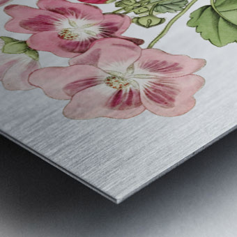 Rhomb leaved palavia from Edwards Botanical Register 1829-1847  by Sydenham Edwards John Lindley and James Ridgway. Metal print