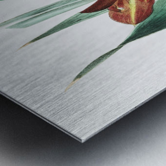 The parrot gladiole from Edwards Botanical Register 1829-1847  by Sydenham Edwards John Lindley and James Ridgway. Metal print