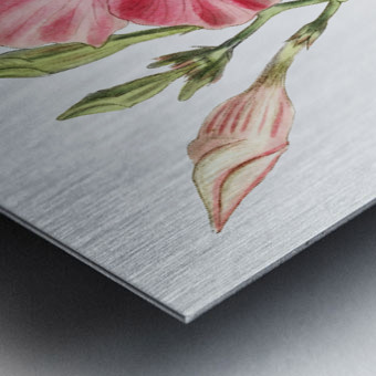 Knob-jointed dipladenia from Edwards Botanical Register 1829-1847  by Sydenham Edwards John Lindley and James Ridgway. Metal print