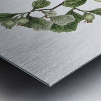 Spathula-leaved thorn from Edwards Botanical Register 1829-1847  by Sydenham Edwards John Lindley and James Ridgway. Metal print