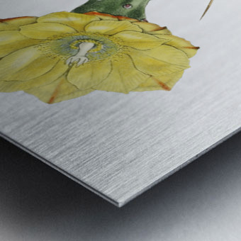 One spined opuntia from Edwards Botanical Register 1829-1847  by Sydenham Edwards John Lindley and James Ridgway. Metal print