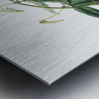 Mrs.Marryats tacsonia from Edwards Botanical Register 1829-1847  by Sydenham Edwards John Lindley and James Ridgway. Metal print