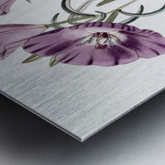 Large Purple Chilian Evening Primrose from Edwards Botanical Register 1829-1847  by Sydenham Edwards John Lindley and James Ridgway. Metal print