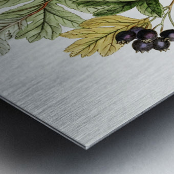 Broad-leaved thorn from Edwards Botanical Register 1829-1847  by Sydenham Edwards John Lindley and James Ridgway. Metal print