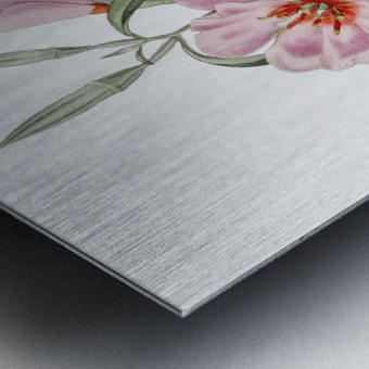 Ruddy godetia from Edwards Botanical Register 1829-1847  by Sydenham Edwards John Lindley and James Ridgway. Metal print