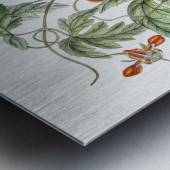 Red loasa from Edwards Botanical Register 1829-1847  by Sydenham Edwards John Lindley and James Ridgway. Metal print