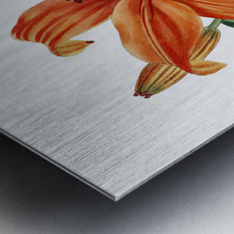 Thunbergs orange lily from Edwards Botanical Register 1829-1847  by Sydenham Edwards John Lindley and James Ridgway. Metal print