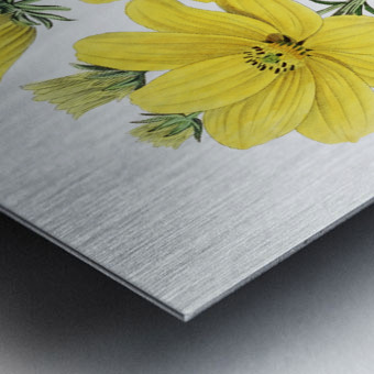 Golden coreopsis from Edwards Botanical Register 1829-1847  by Sydenham Edwards John Lindley and James Ridgway. Metal print