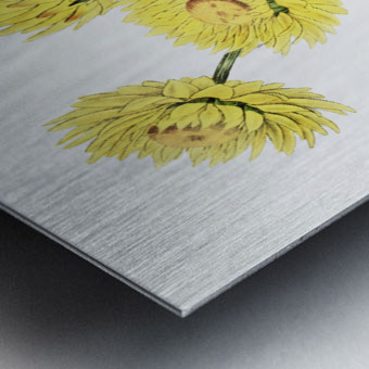 Two-coloured Helichrysum from Edwards Botanical Register 1829-1847  by Sydenham Edwards John Lindley and James Ridgway. Metal print