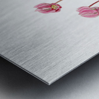 Shore cyclamen from Edwards Botanical Register 1829-1847  by Sydenham Edwards John Lindley and James Ridgway. Metal print